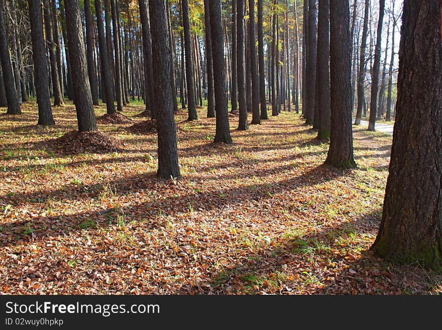 Autumn Forest