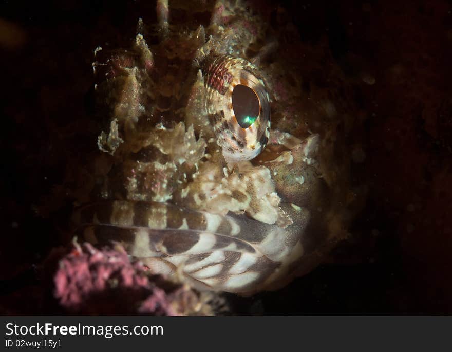 Dwarf Scorpionfish on a reef New Zealand. Dwarf Scorpionfish on a reef New Zealand