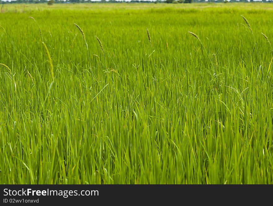 Paddy rice in field, Bangkok Thailand. Paddy rice in field, Bangkok Thailand