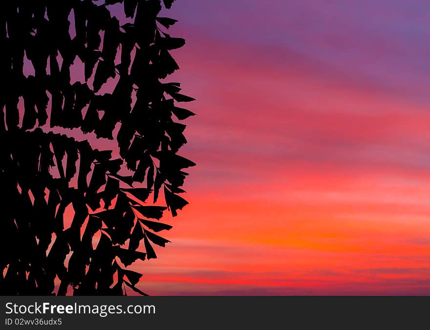 Tree and beautiful color of sun set. Tree and beautiful color of sun set