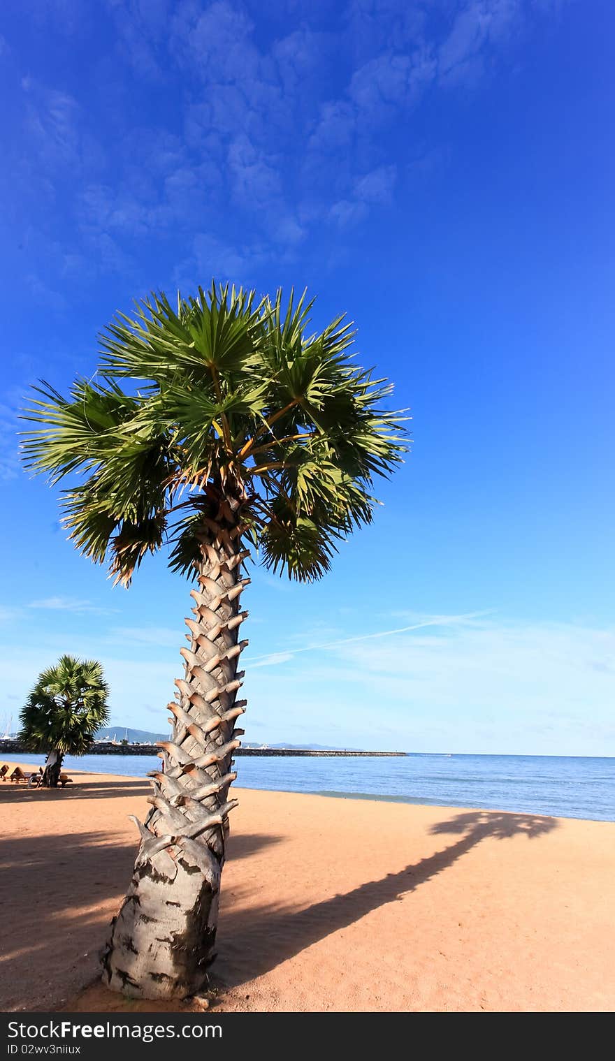 In the morning beach and sigle Coconut plan with blue sky. In the morning beach and sigle Coconut plan with blue sky