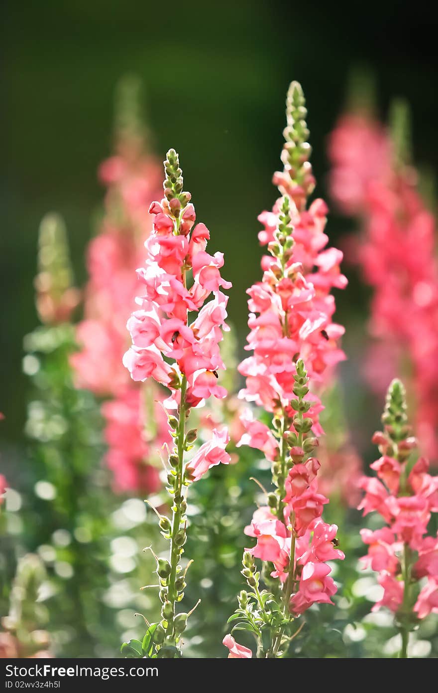 Beautful pink flowers