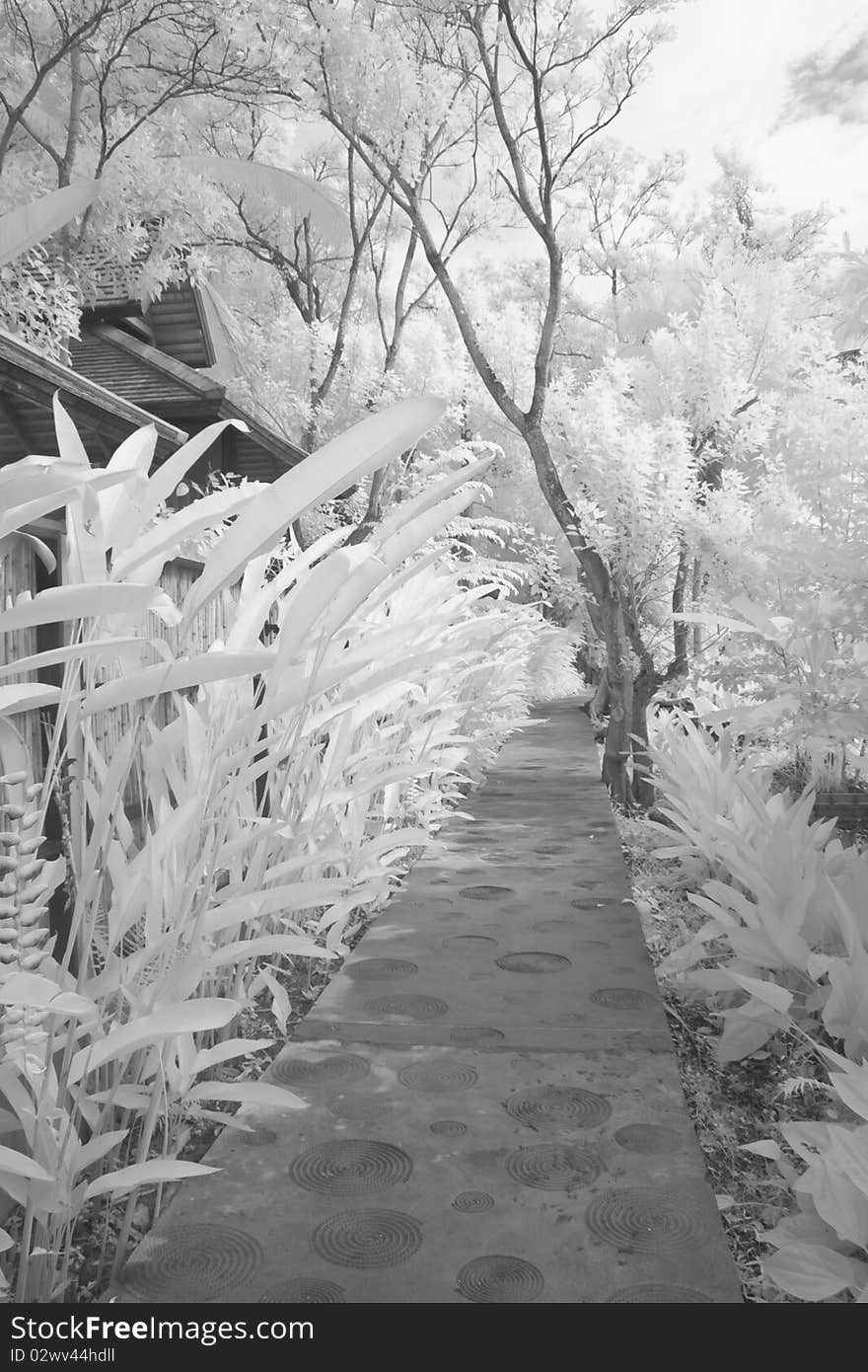 Infrared landscape tree and water-distribution canal. Infrared landscape tree and water-distribution canal