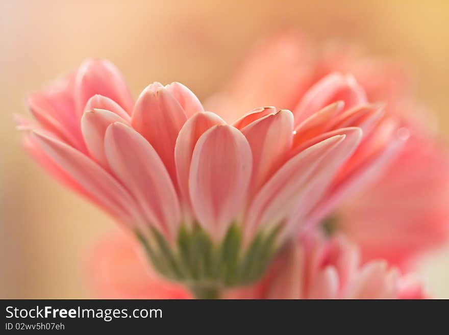 Three Pink Gerberas With ribbon