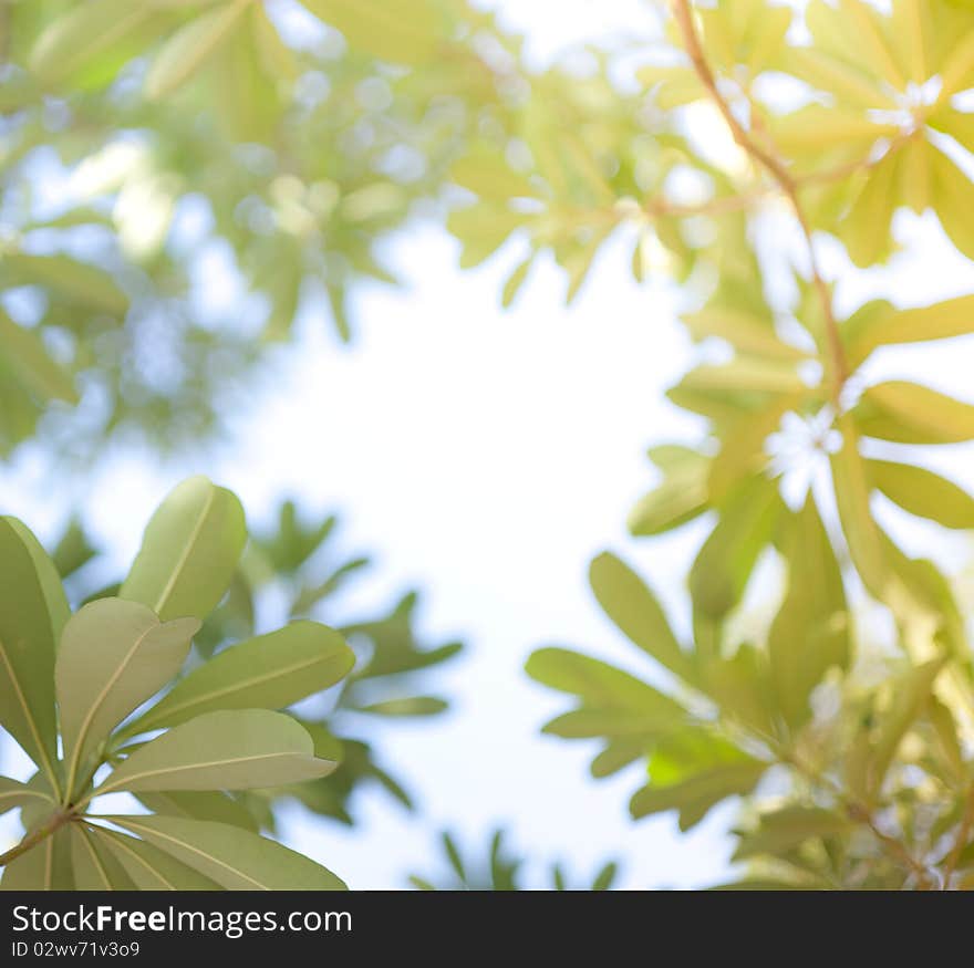 Leaves with burry background