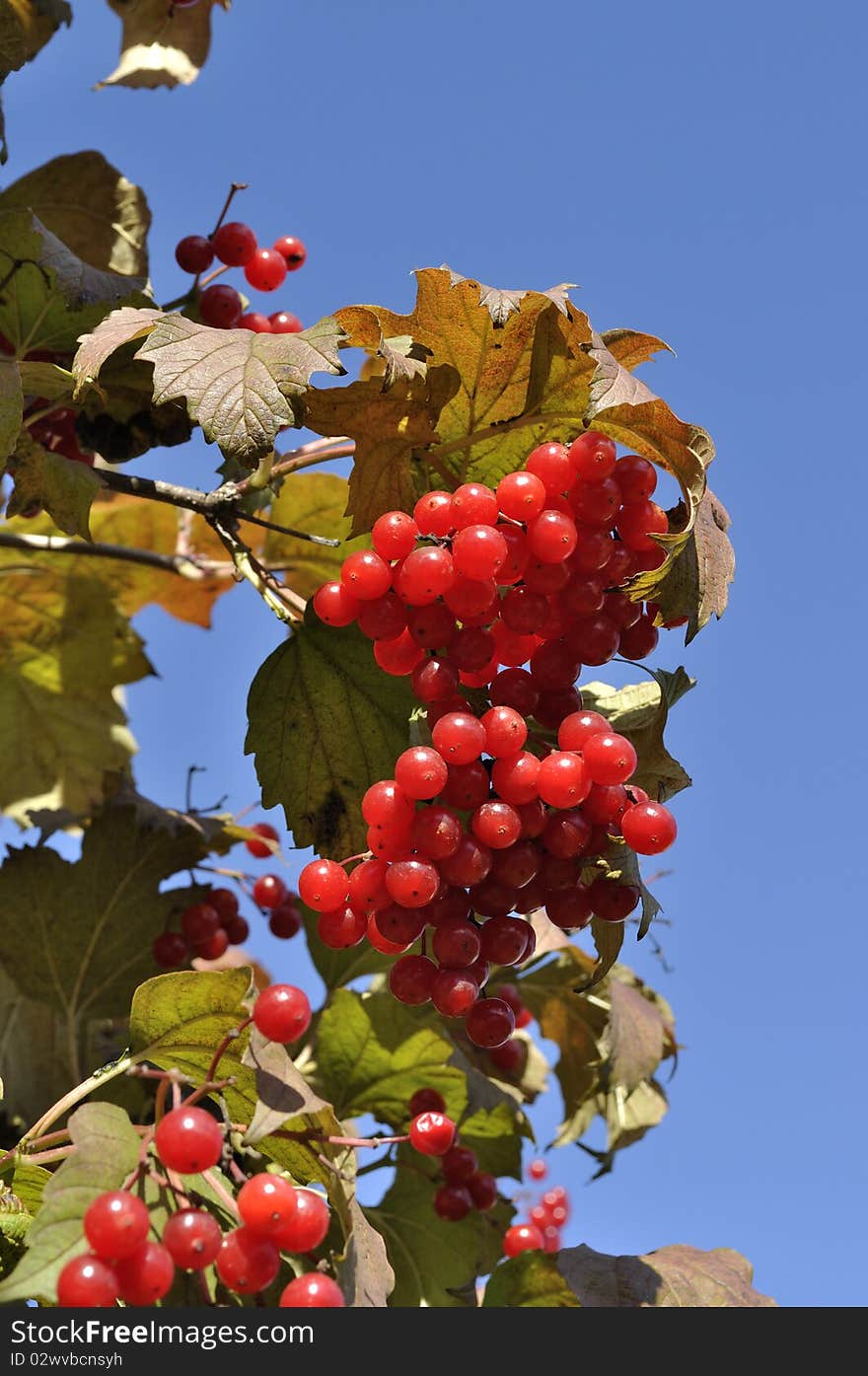 Colorful viburnum berries in autumn