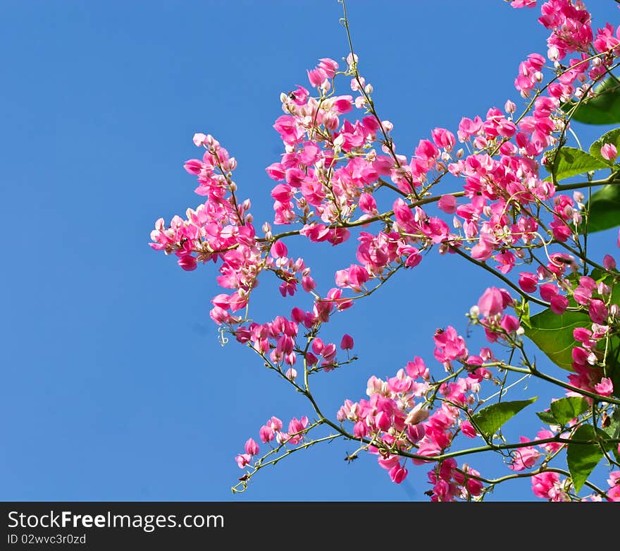 Colorful pink flower with blue sky background