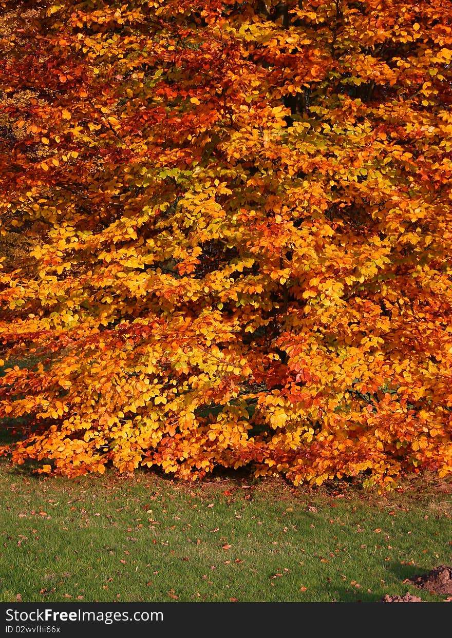 Autumnal beech tree in the park Karlsaue in Kassel, Germany