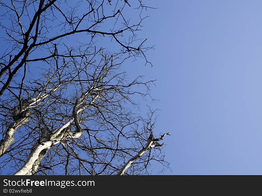 Bare tree and sky