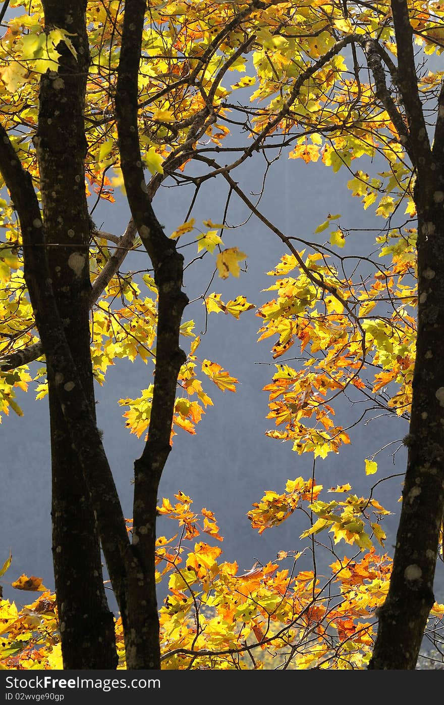 Autumn maple leaves.Morning sunlight, fog and wind