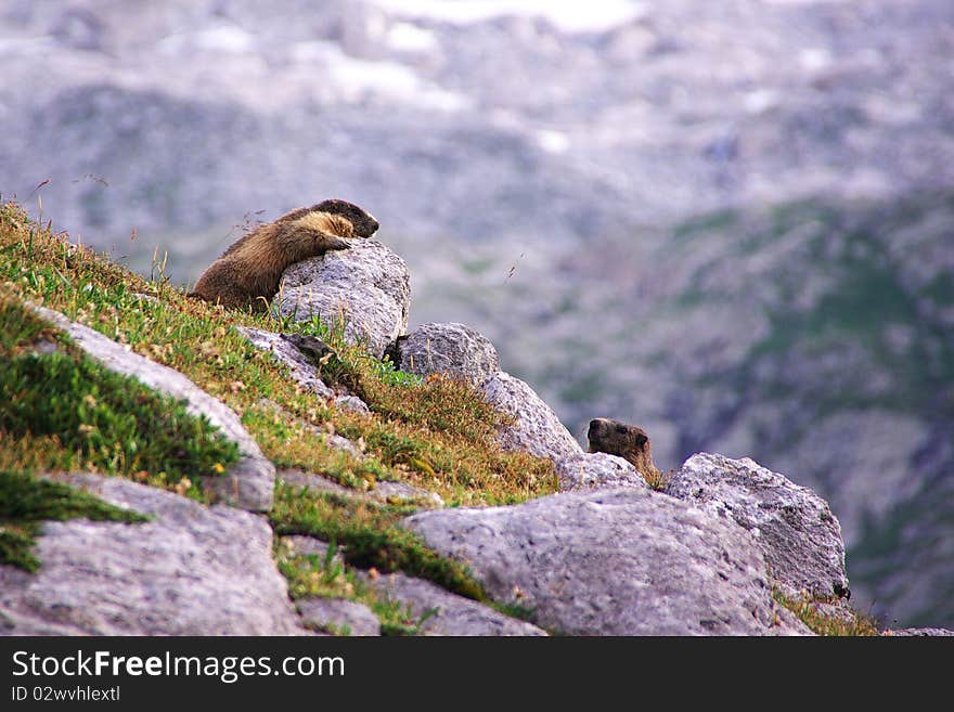 Two Marmots Playing In The Rocks