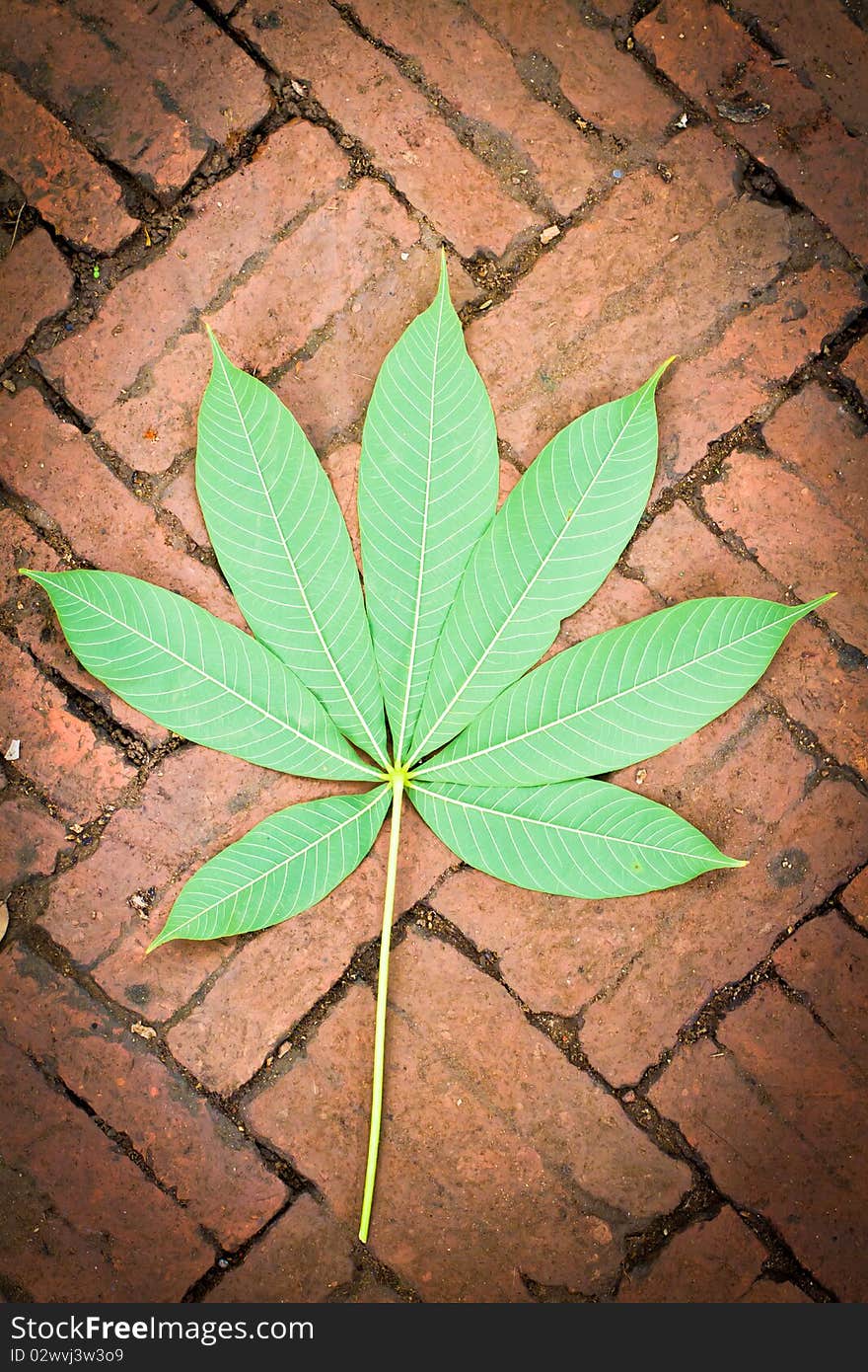 Vintage brick wall with green leaf