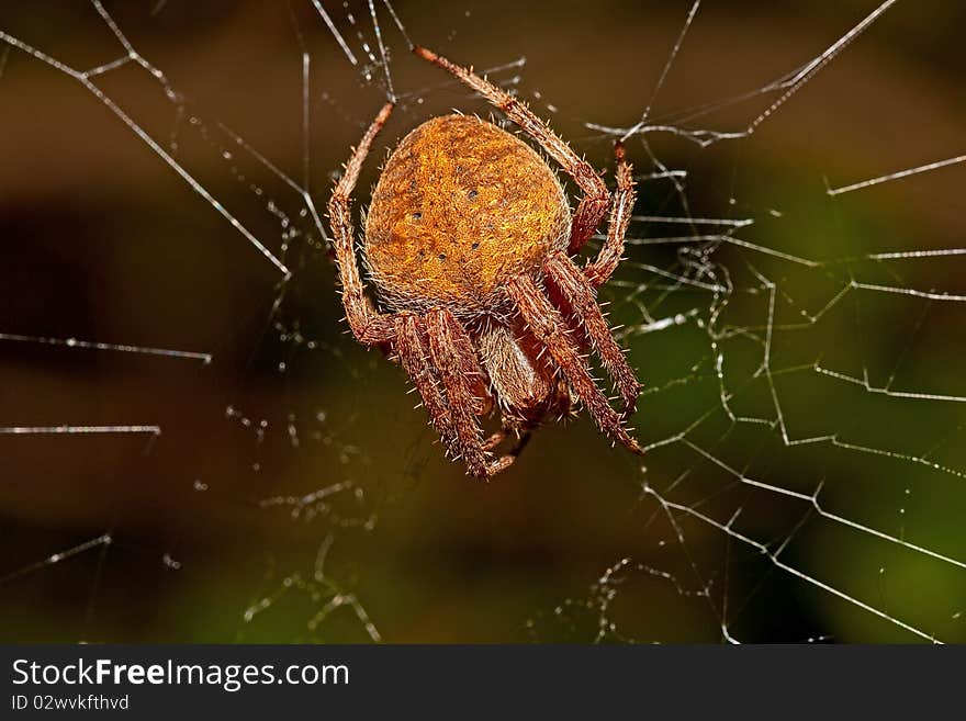 Garden orb spider