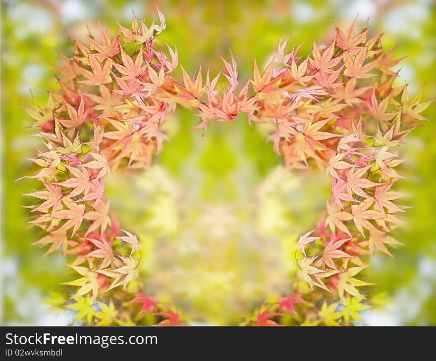 Heart shape of  red maples