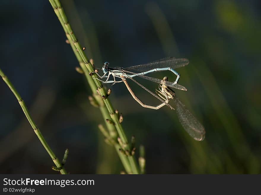 The reproduction of dragonflies over a pond. The reproduction of dragonflies over a pond