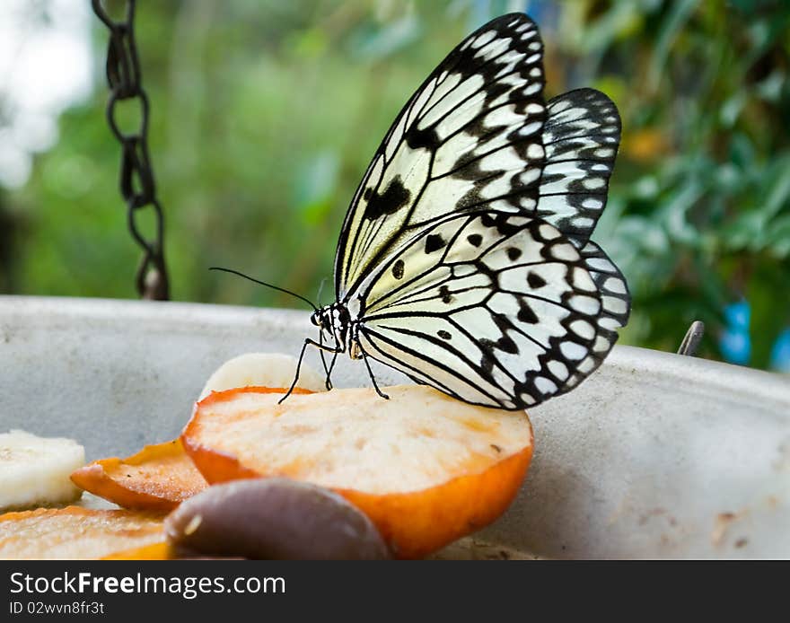 White Tree Nymph butterfly feeding on apple in captivity.