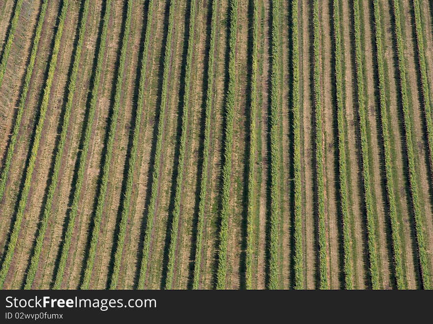 Wine field agriculture from a skyview. Wine field agriculture from a skyview