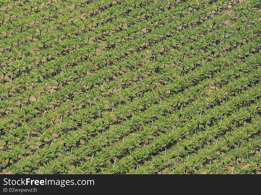 A diagonal view of wine agriculture. A diagonal view of wine agriculture