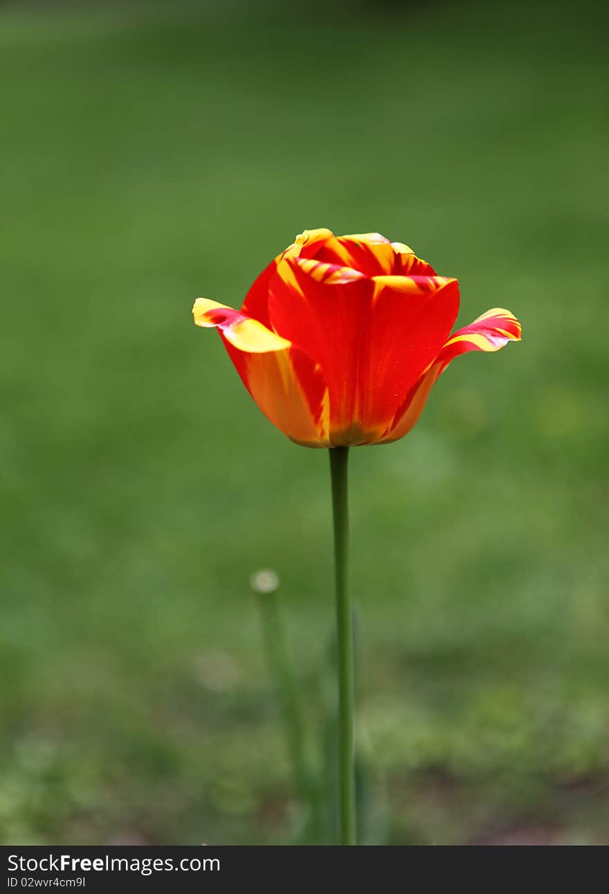 Colorful Tulips on a sunny day