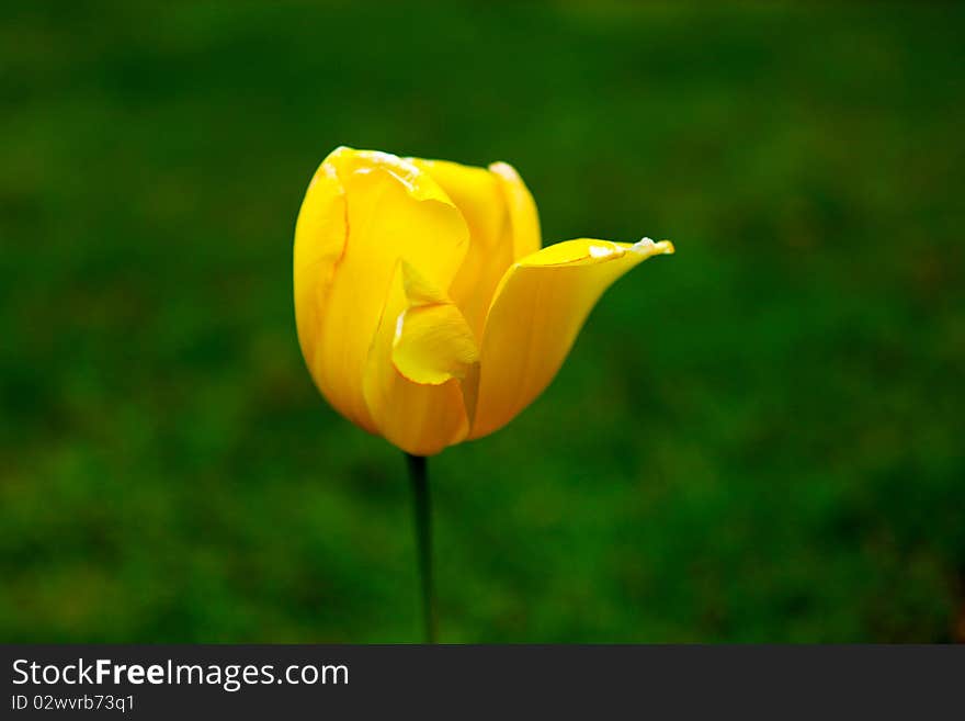 Colorful Tulips on a sunny day