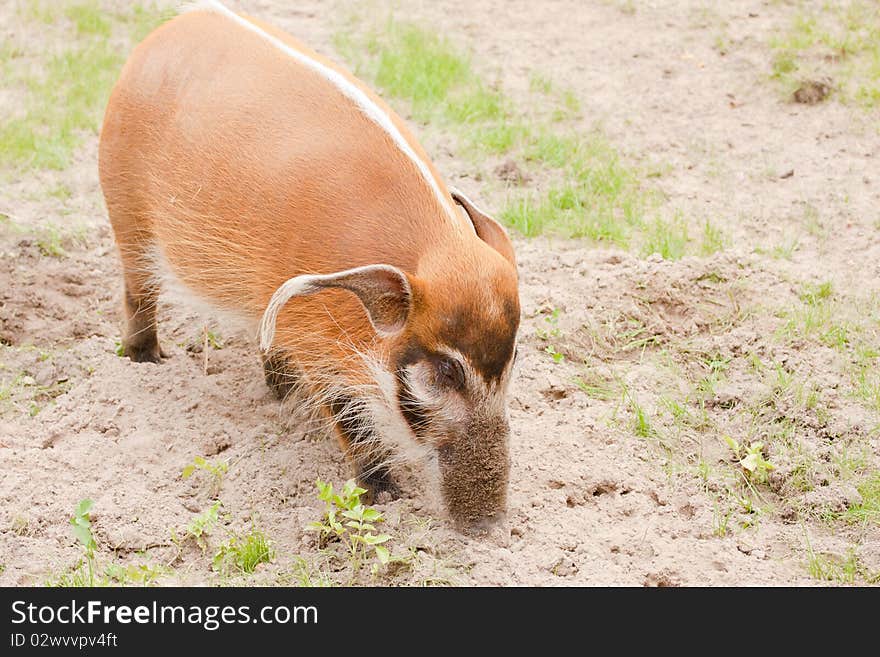 Wild animal walking in the garden. Wild animal walking in the garden