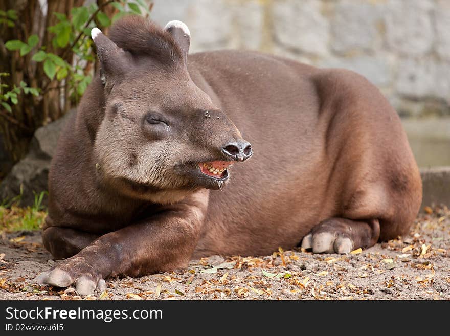 Wild tapir lying on the ground