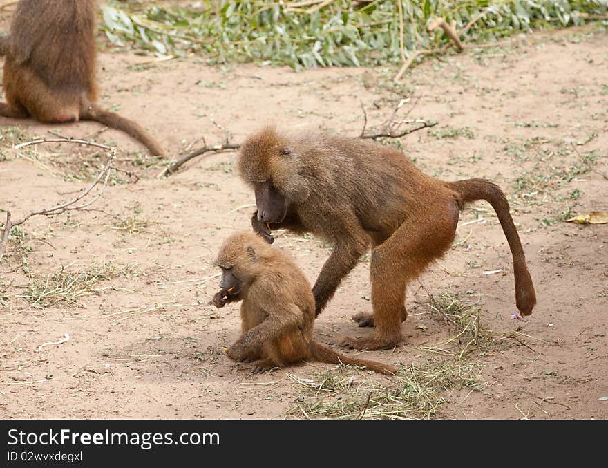 Two funny wild monkeys eating