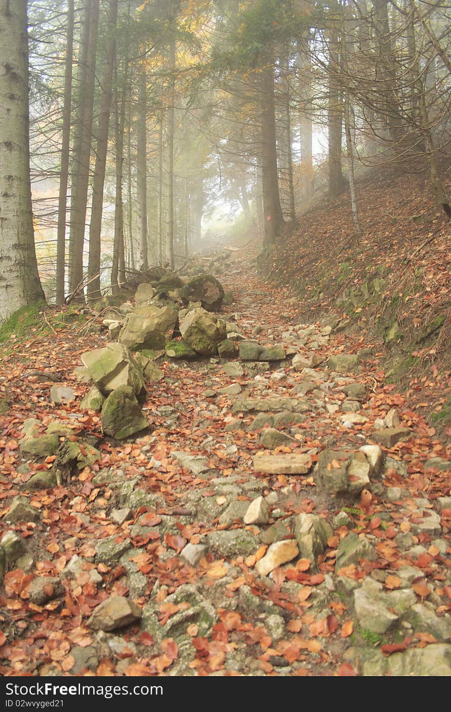 Colorful forest in autumn with rocks and path