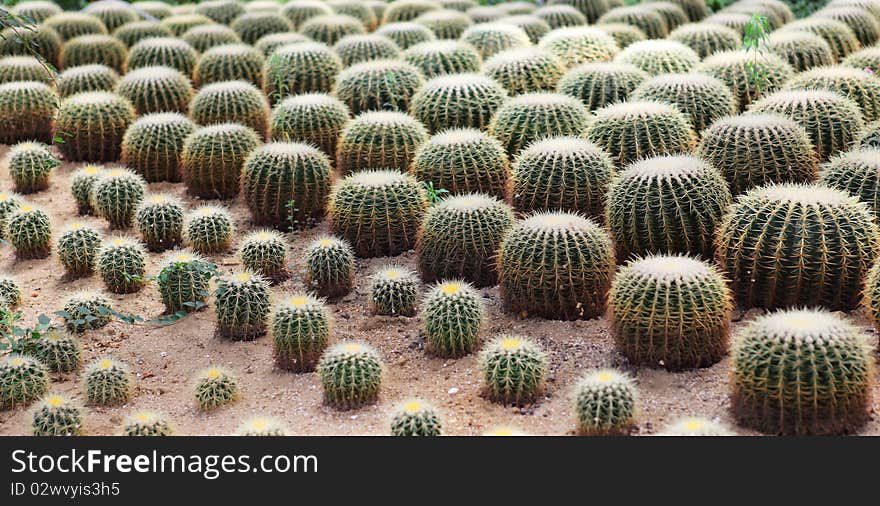 Cactus