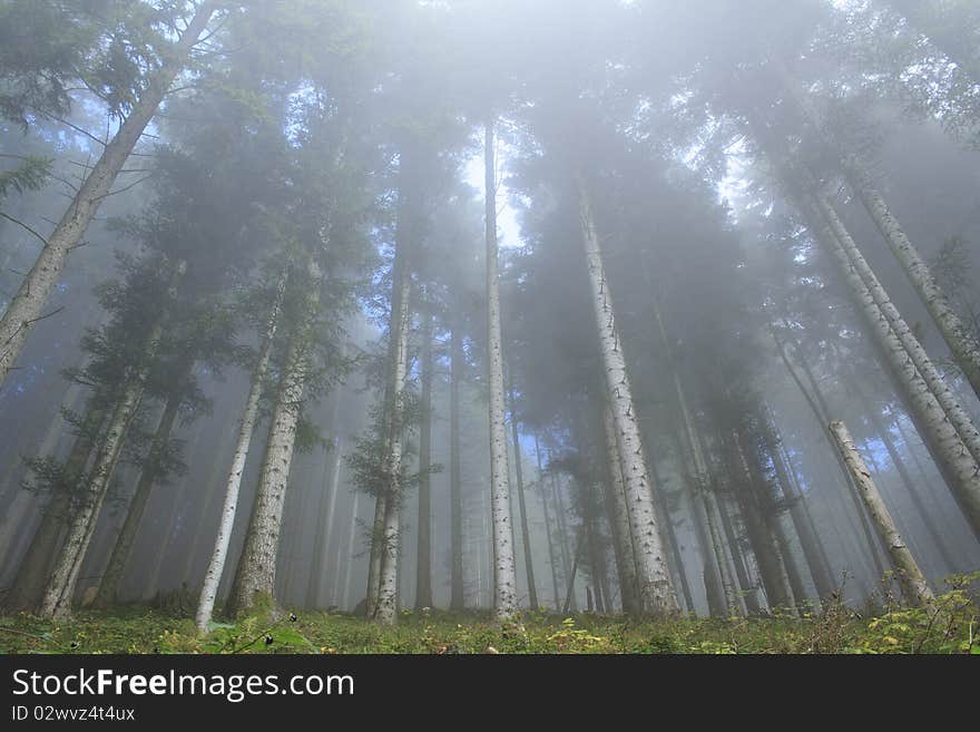 Blue forest in autumn