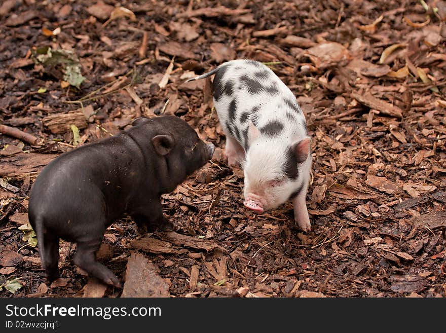 Two funny little hogs having fun