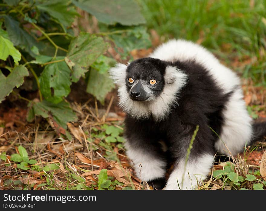 Lemur