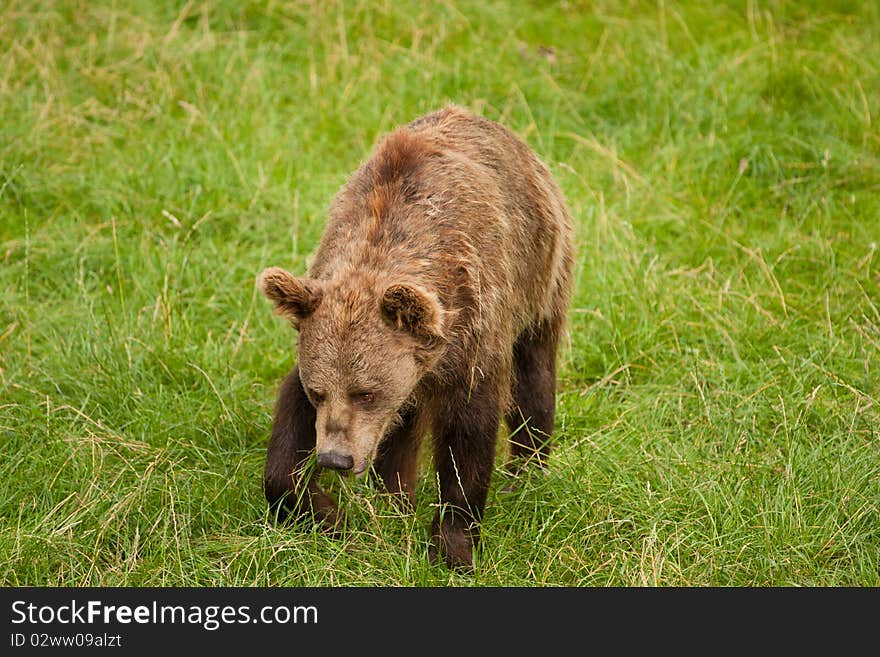 Wild bear walking on the meadow