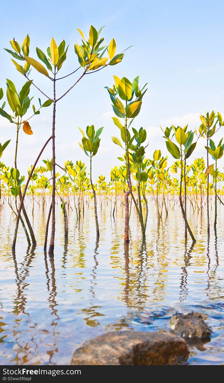 Young shrubs grow in mangroves forest. Young shrubs grow in mangroves forest