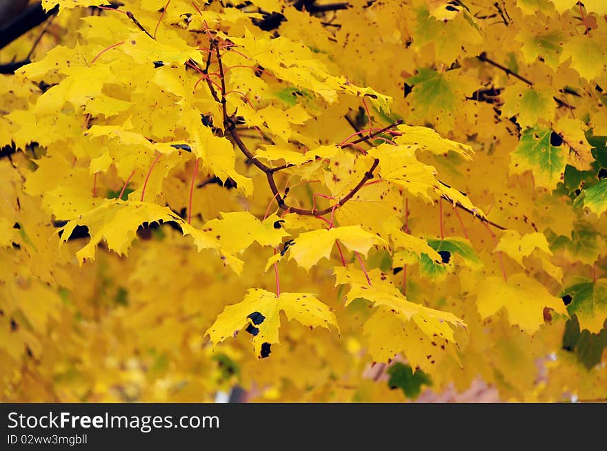 Golden yellow colored foliage in the fall. Toronto, Canada. Golden yellow colored foliage in the fall. Toronto, Canada