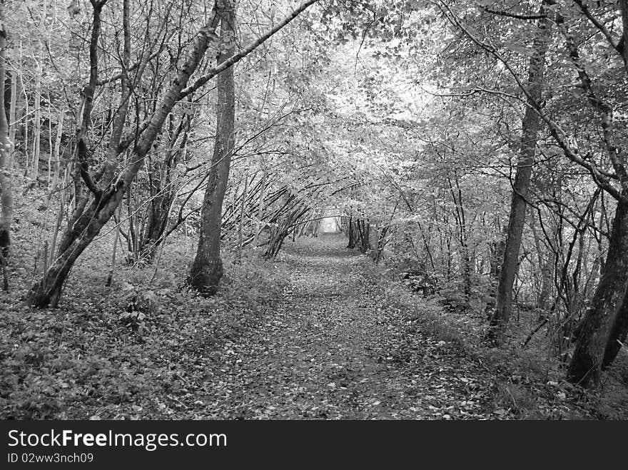 Autumn In Killiecrankie