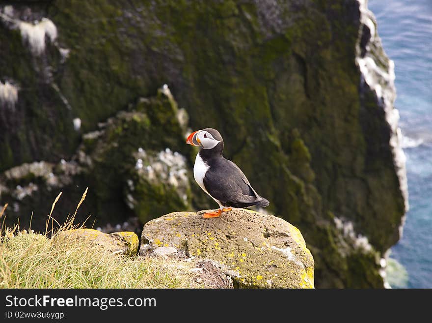 Latrabjarg - Iceland. Puffin on the rock