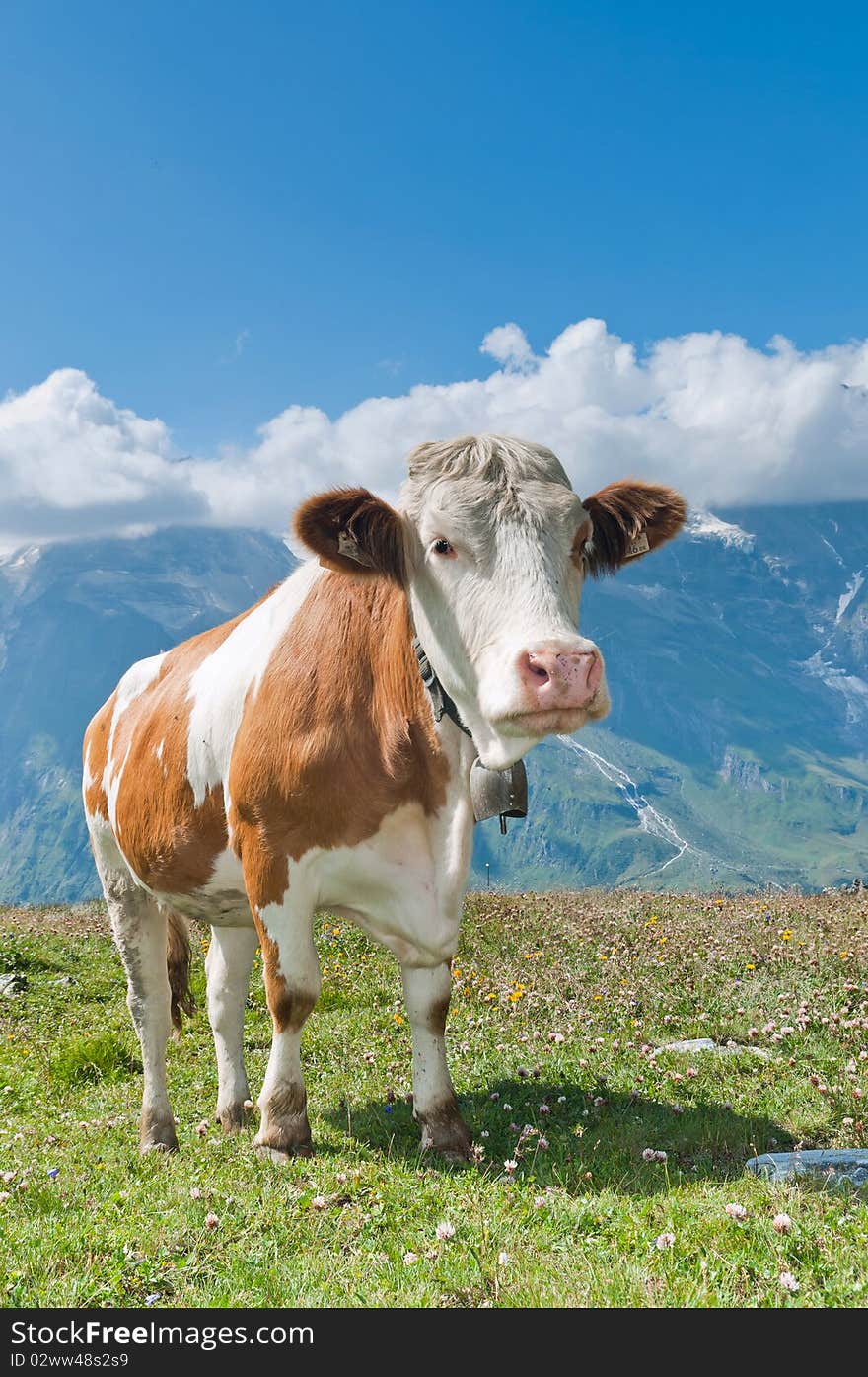 Austrian cow grazing in an alpine meadow, mountains in the background