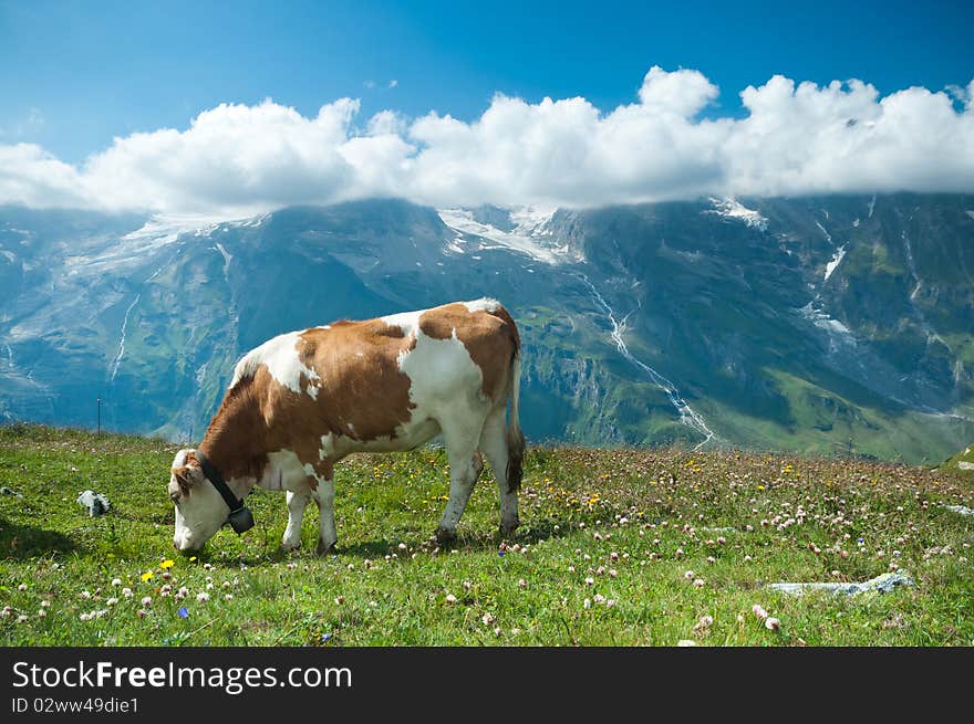 Austrian cow grazing in an alpine meadow, mountains in the background