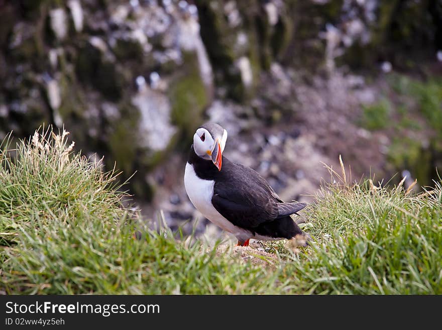 Puffin on the green grass - Iceland