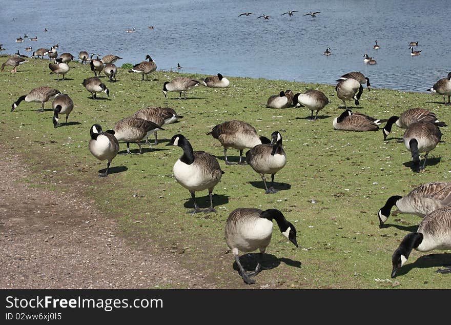 A Flock of Geese at a Lakeside on a Sunny Day. A Flock of Geese at a Lakeside on a Sunny Day.