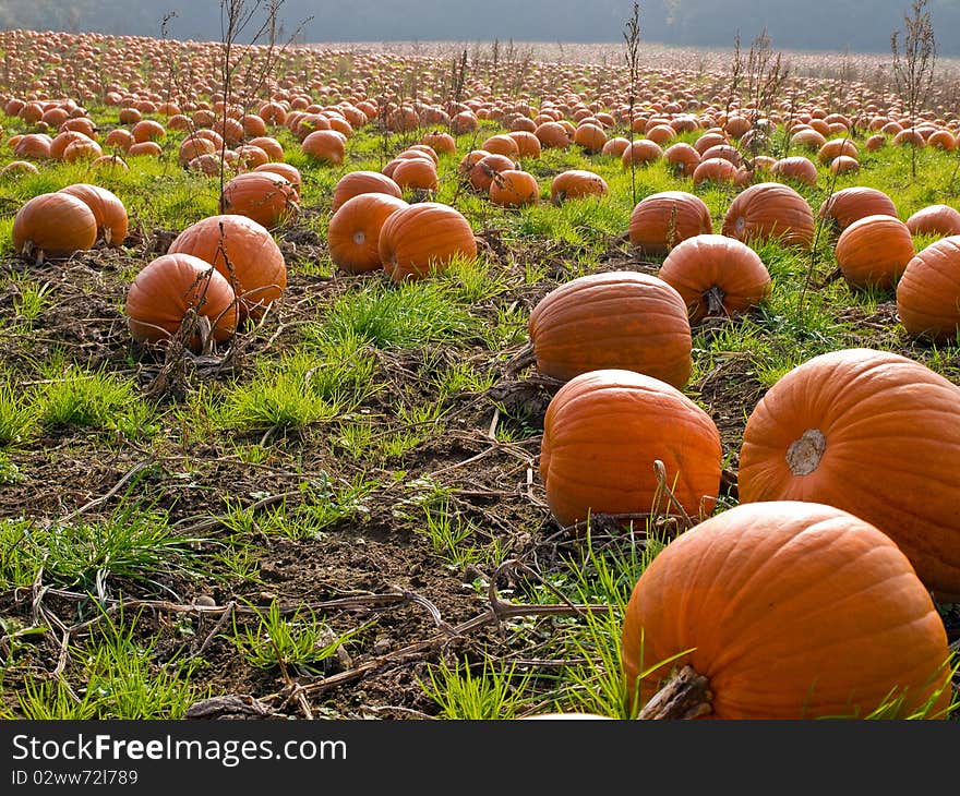 Halloween Pumpkin Field Background Image