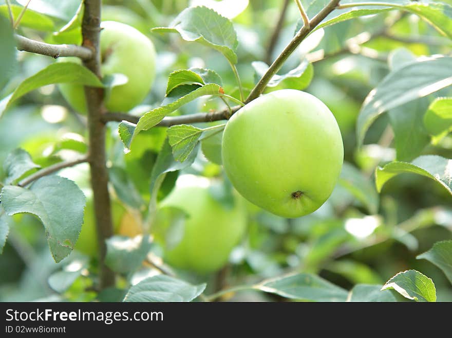 Close-up of green apples on a branch in the garden