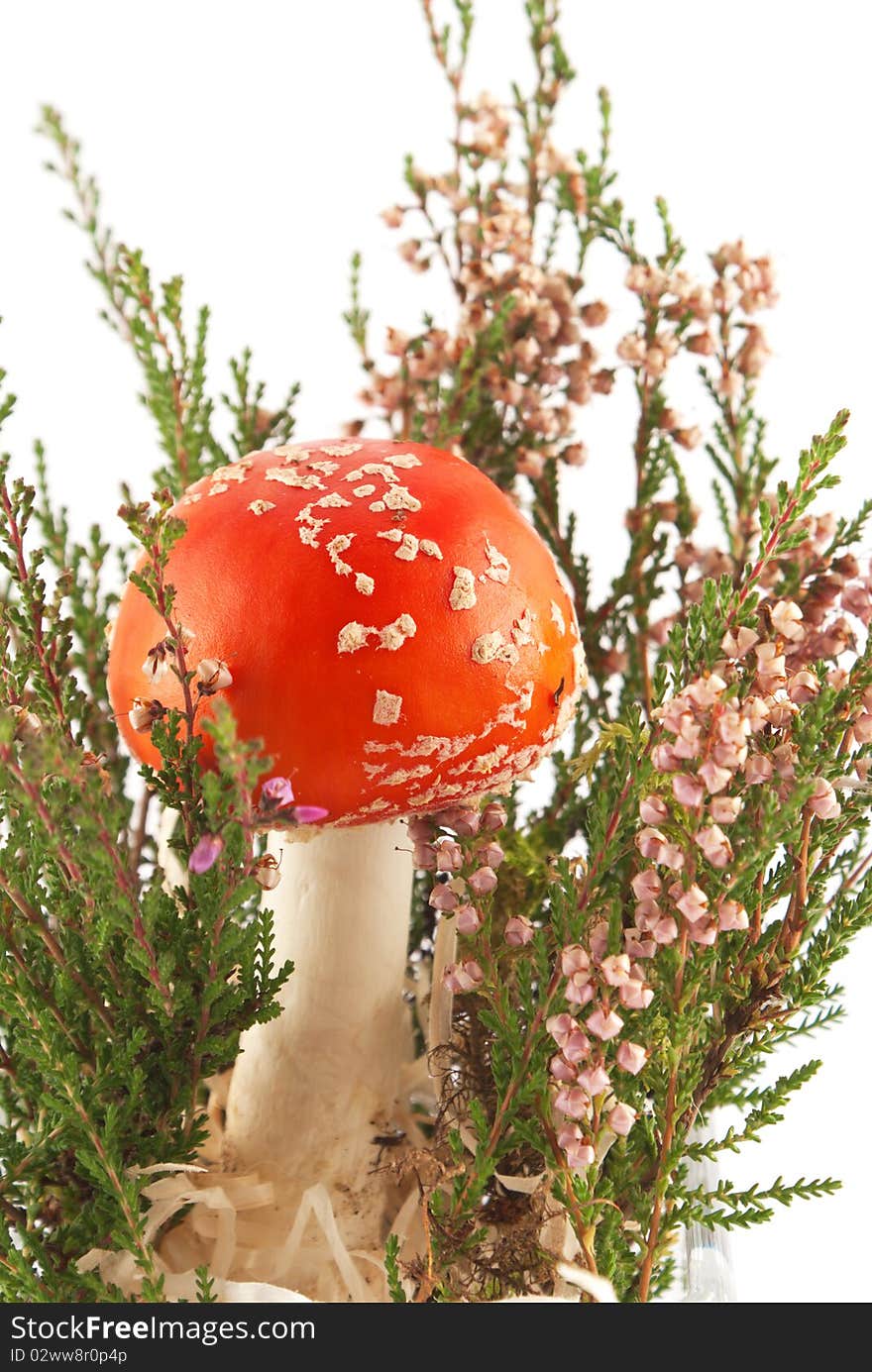 Amanita