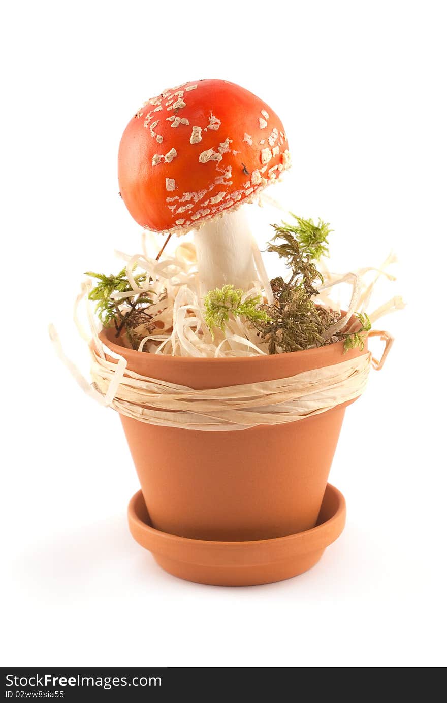 Amanita in pot