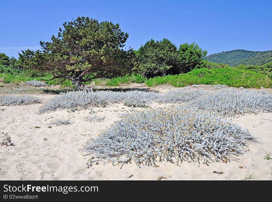 Bush on sand dune along a natural state upper Sardinia coastline. Bush on sand dune along a natural state upper Sardinia coastline.