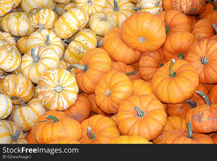 Orange and White with Orange striped gourds in a bin. Orange and White with Orange striped gourds in a bin.