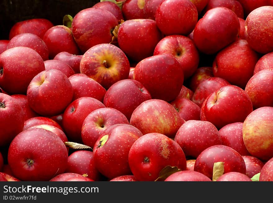 Red Apples at a local harvest festival