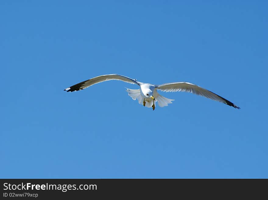 Seagull