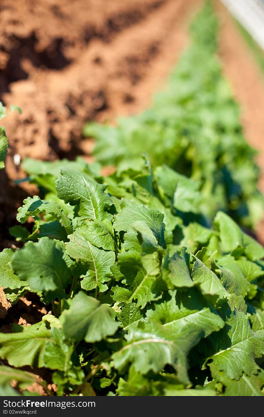 Garden Lettuce